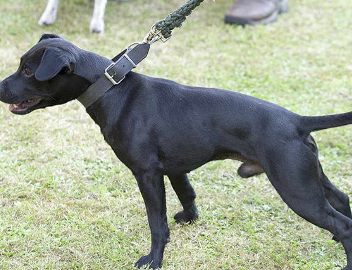 Patterdale Terrier Temperament