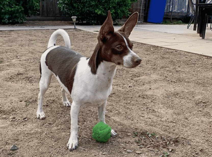 Rat Terrier And Dachshund Mix