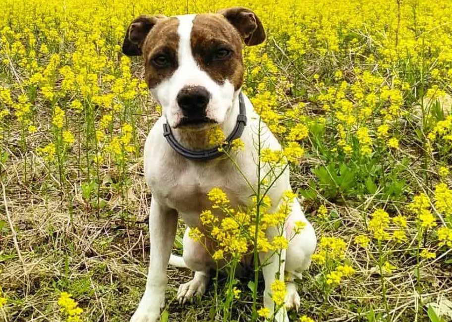 Rat Terrier And Pitbull Mix