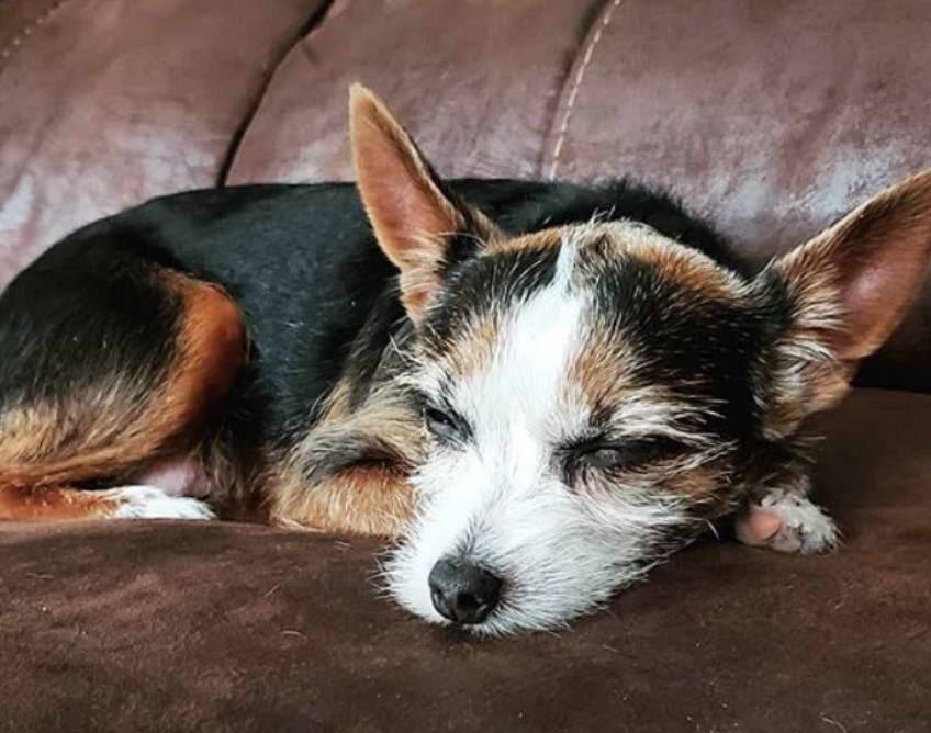 Rat Terrier And Yorkie Mix