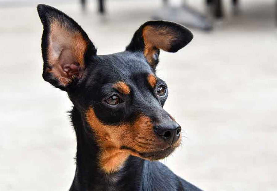 Rat Terrier Doberman Mix