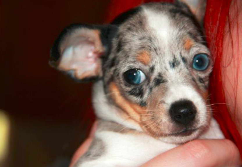 Rat Terrier Puppies For Sale in Iowa