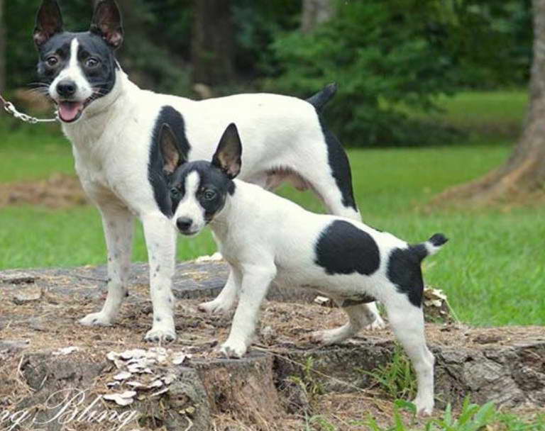 rat terrier puppies for sale in ohio