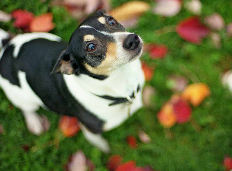 Rat Terrier Rottweiler Mix