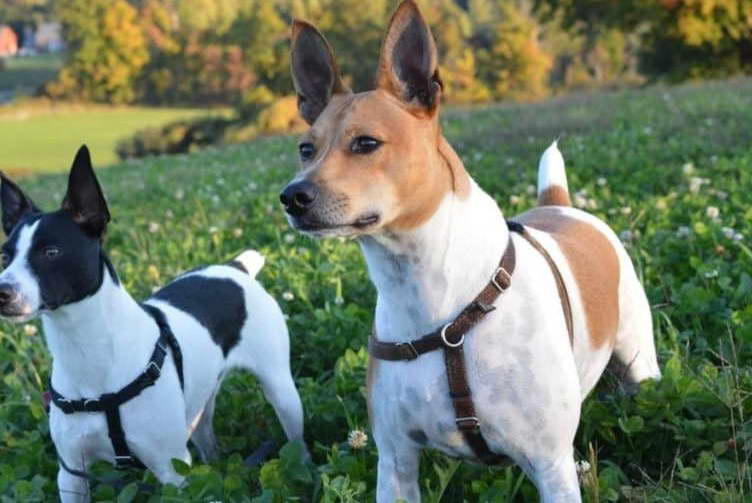 Rat Terrier vs Jack Russell Terrier