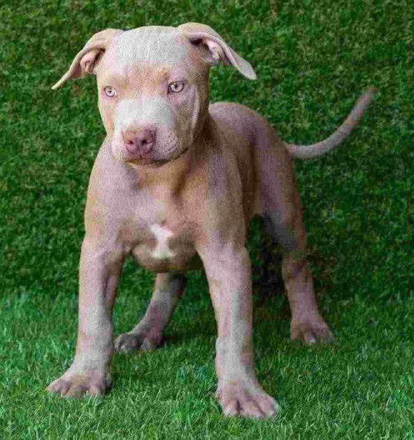 Red Nose American Pitbull Terrier Puppies For Sale