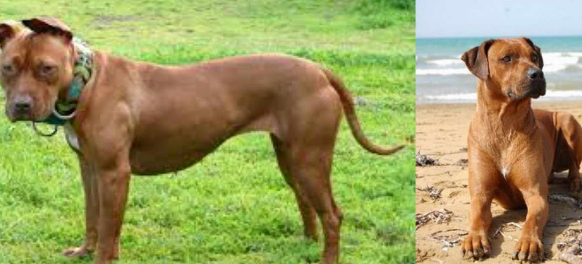 Rhodesian Ridgeback Terrier Mix