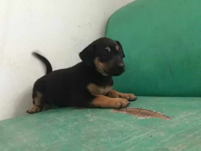 Rottweiler Terrier Mix Puppy