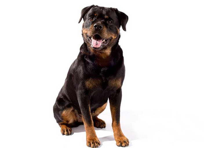 Rottweiler Terrier