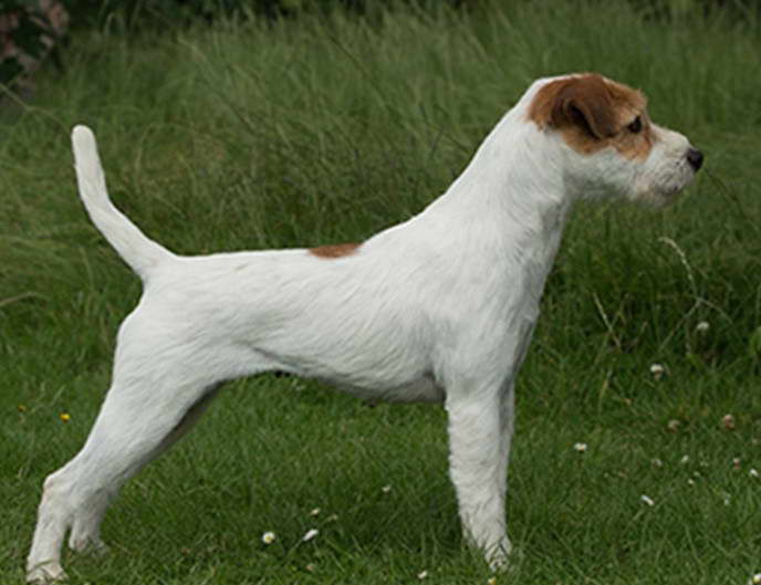 Russell Terrier Breeders