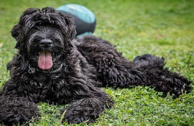 Russian Terrier Dog