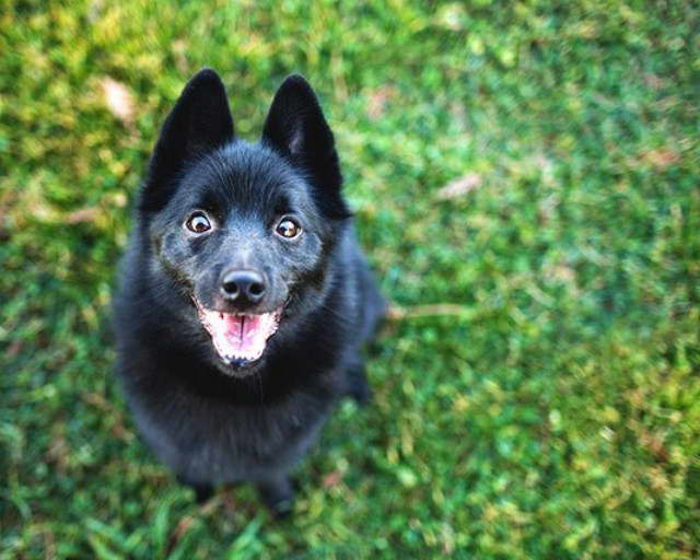 Schipperke Terrier Mix