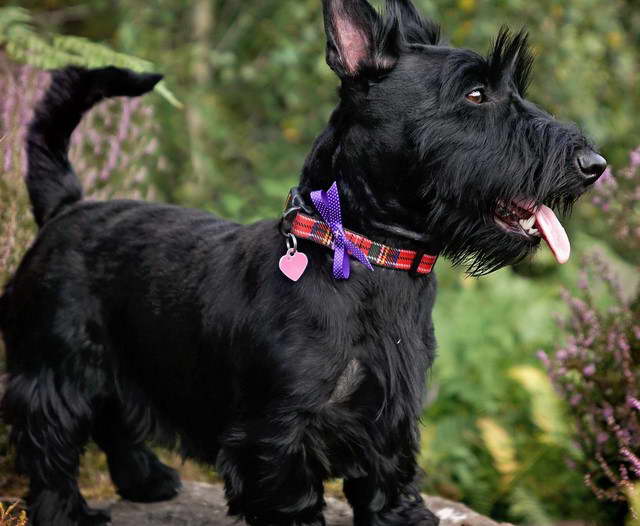 Scottish Terrier Club of America