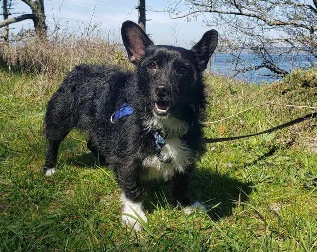 Scottish Terrier Corgi Mix