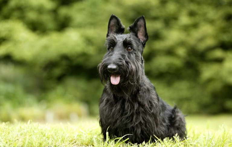 Scottish Terrier Names