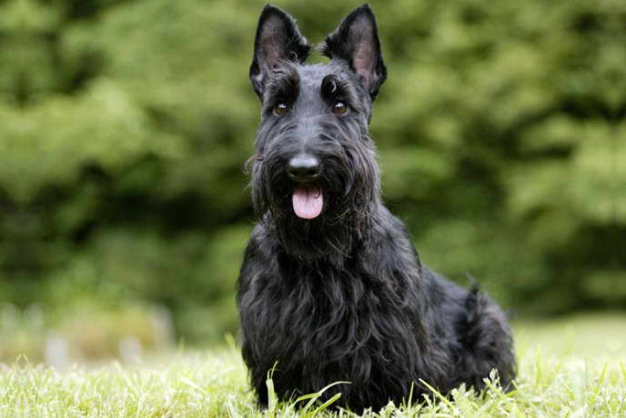 Scottish Terrier Near Me