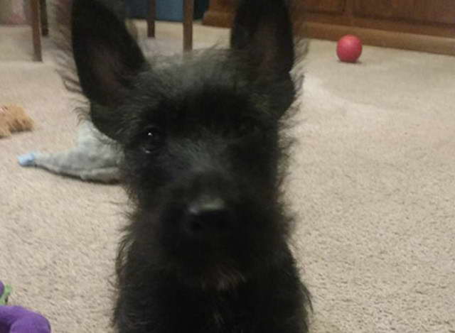 Scottish Terrier Puppies For Sale Ohio