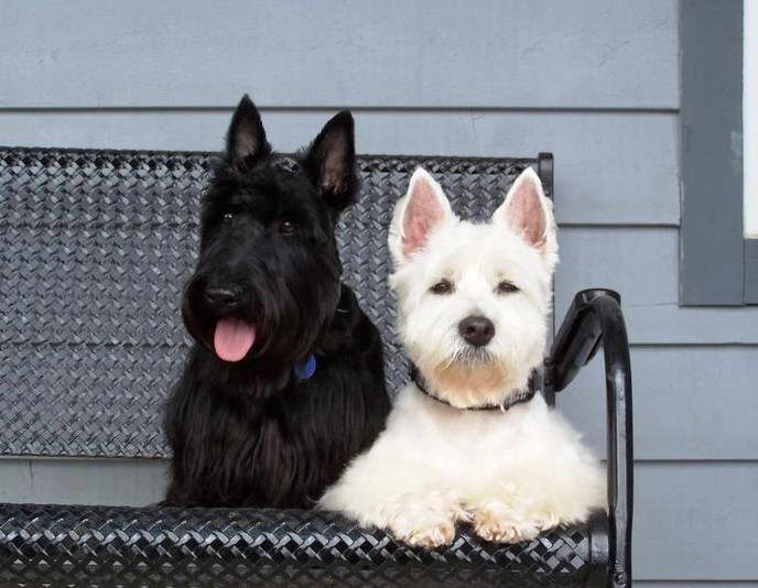 Scottish Terrier West Highland Terrier