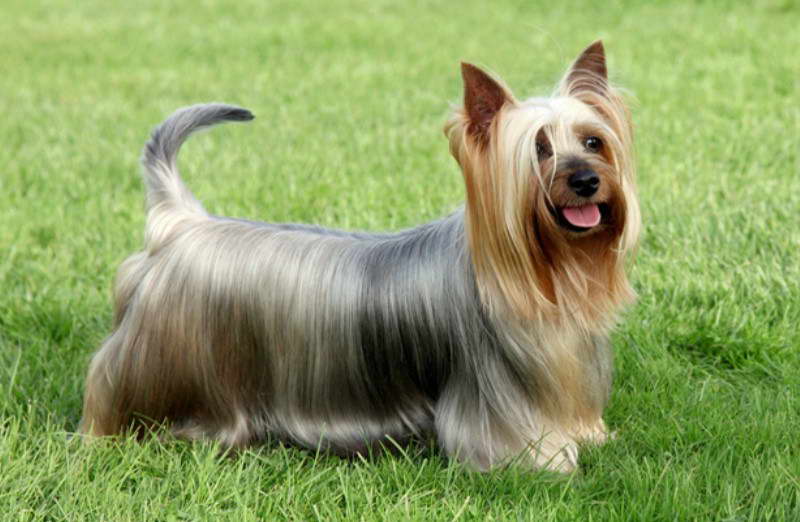 Silky Terrier Hypoallergenic