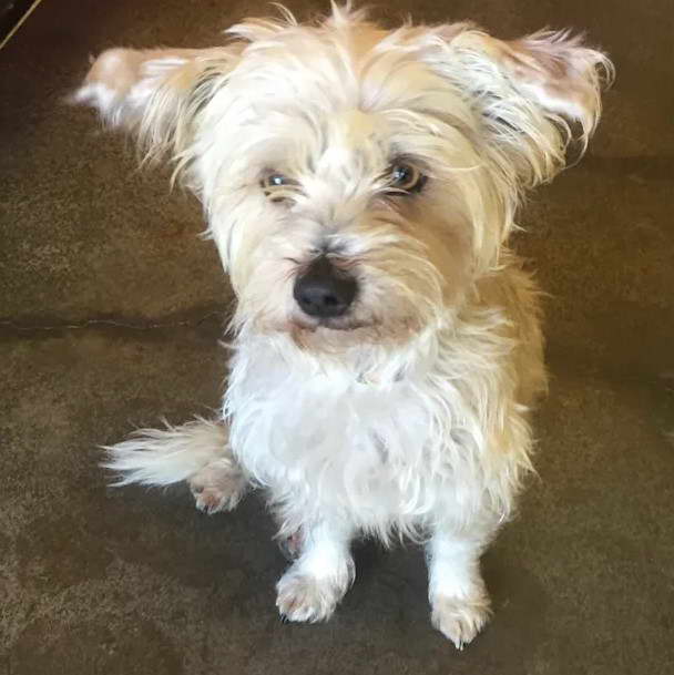 Silky Terrier Maltese Mix