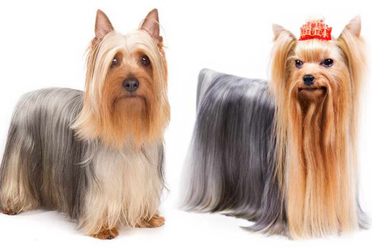 Silky Terrier Poodle Mix