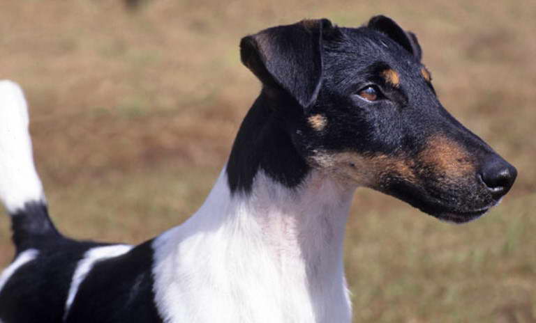 Smooth Fox Terrier For Sale