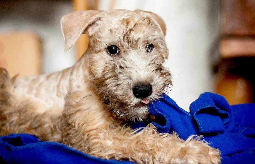 Soft Coated Wheaten Terrier Adoption