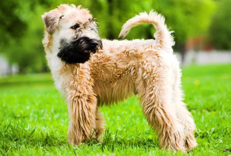 Soft Coated Wheaten Terrier Mix