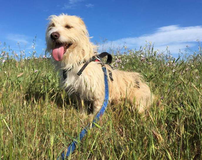 Spaniel And Terrier Mix