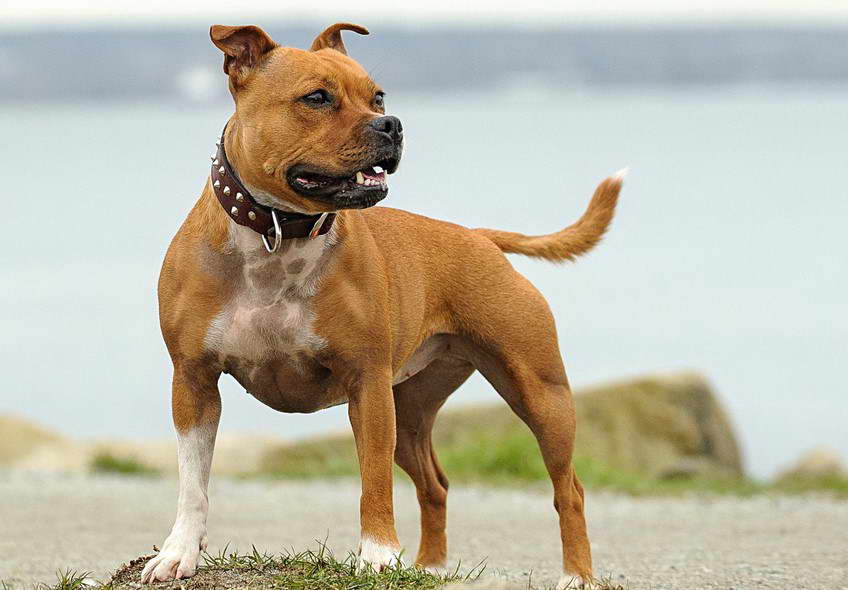 Staffordshire Bull Terrier Breeders California