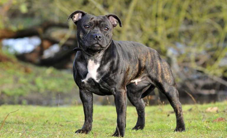 Staffordshire Bull Terrier For Sale Near Me