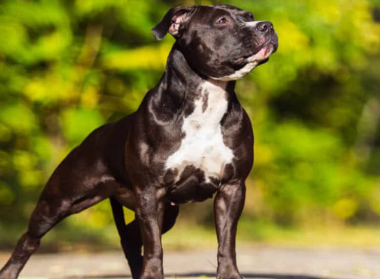 Staffordshire Terrier And Lab Mix