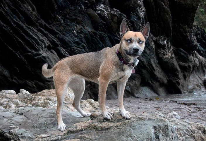 Staffordshire Terrier Husky Mix