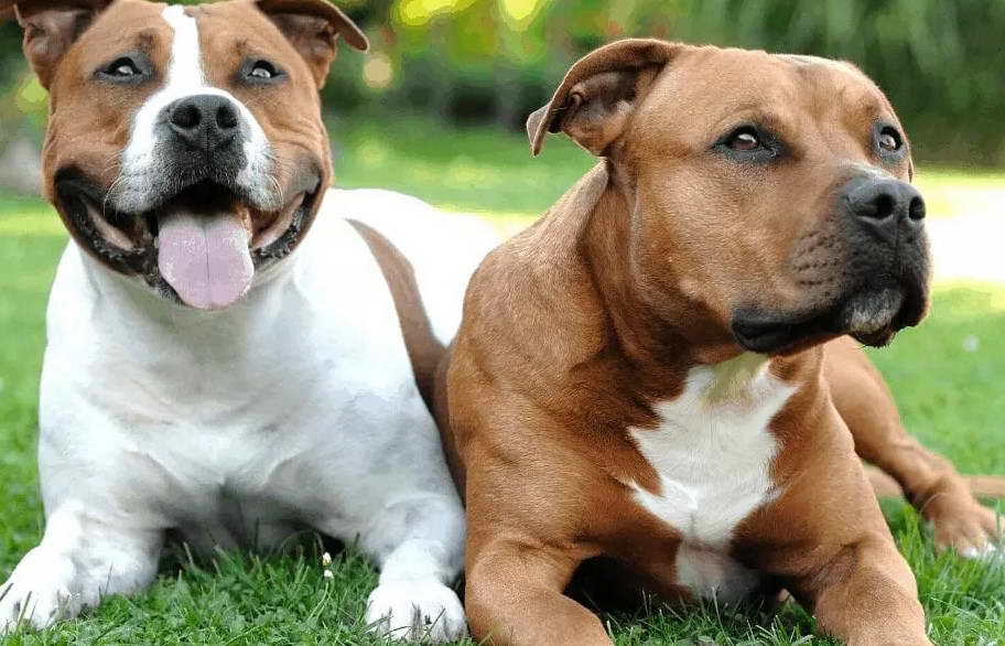 Staffordshire Terrier Life Expectancy