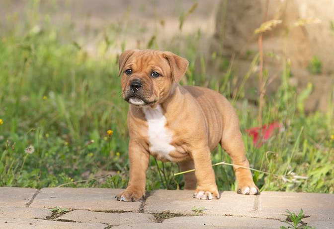 Staffordshire Terrier Puppies For Sale Near Me