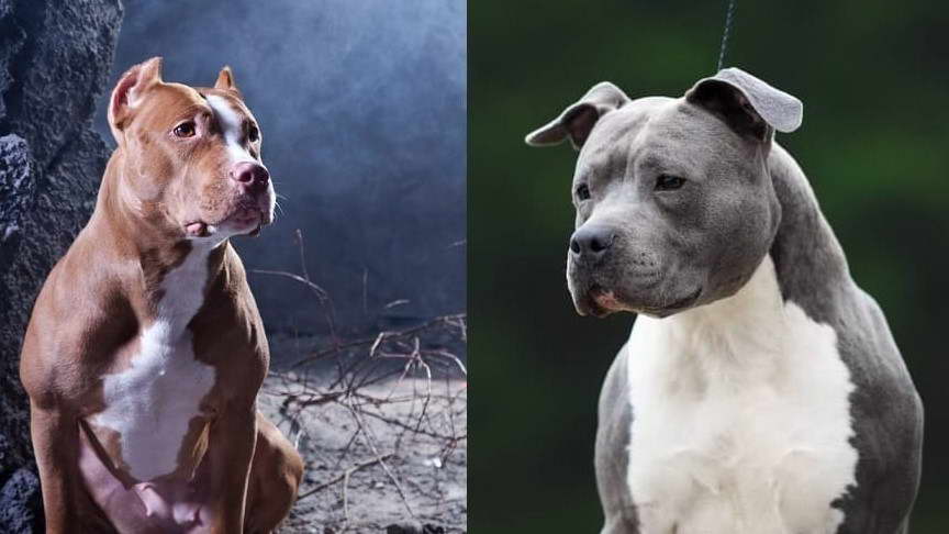 Staffordshire Terrier vs American Pitbull Terrier