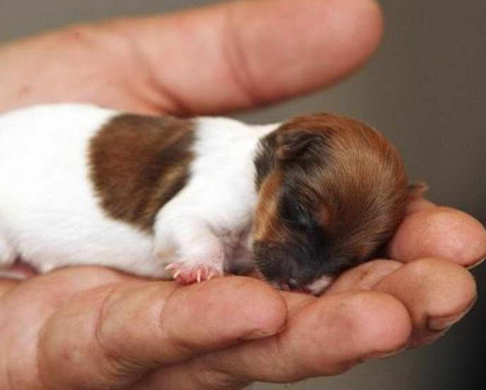 Teacup Jack Russell Terrier Puppy