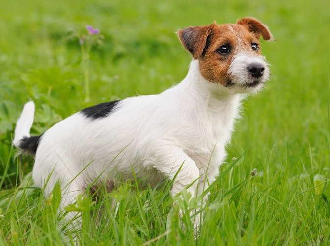 Teacup Jack Russell Terrier