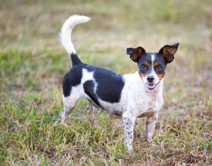 Teacup Rat Terrier