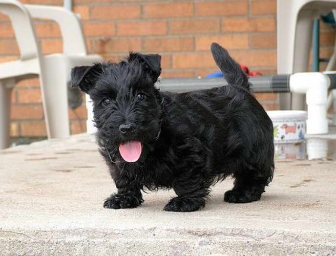 Teacup Scottish Terrier