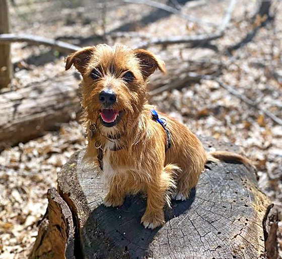 Terrier Cross