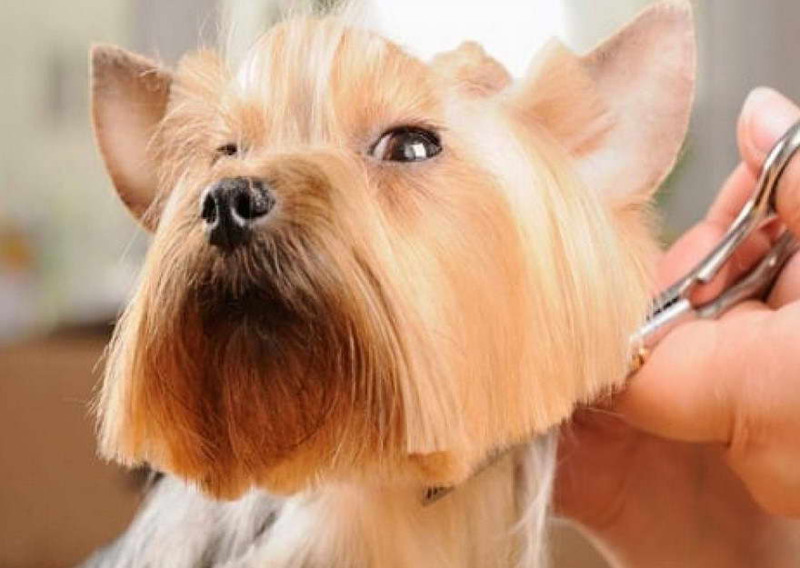 Terrier Grooming Styles