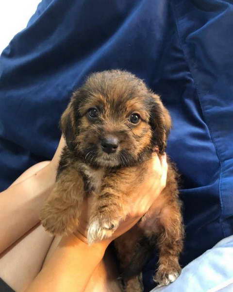 Terrier Poodle Mix Puppies For Sale