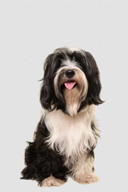 Tibetan Terrier Black And White