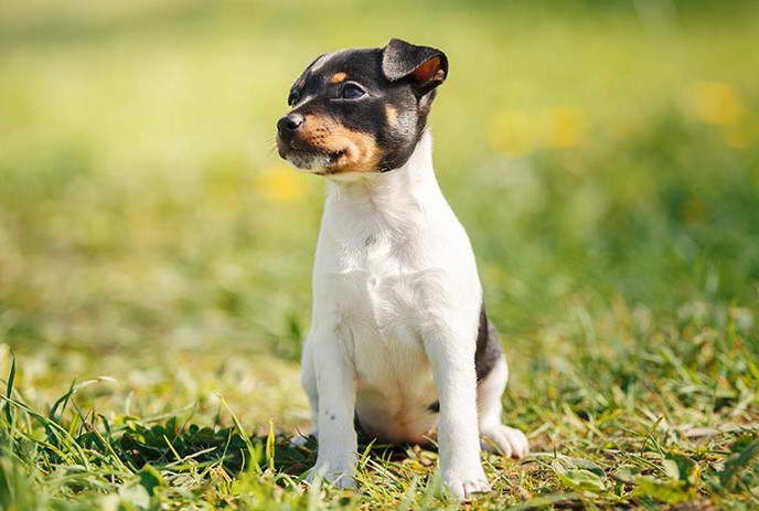 Toy Fox Terrier Adoption