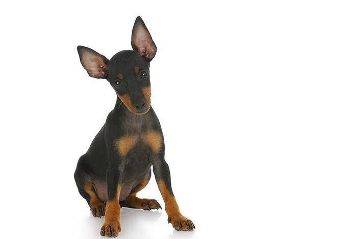 Toy Manchester Terrier Chihuahua Mix