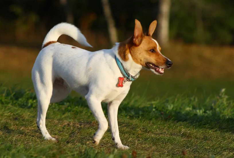 Toy Rat Terrier Puppies For Sale