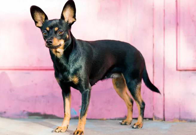 Toy Terrier Mix