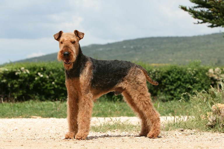 Welsh Terrier Hypoallergenic