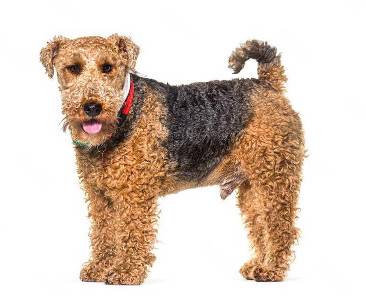 Welsh Terrier Mix